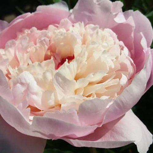 Peony (Paeonia Lactiflora) M.me Calot