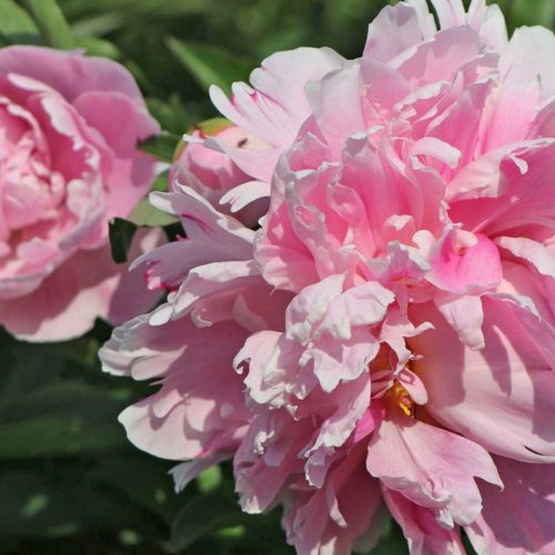 Peony (Paeonia Lactiflora) Catharina Fontjin