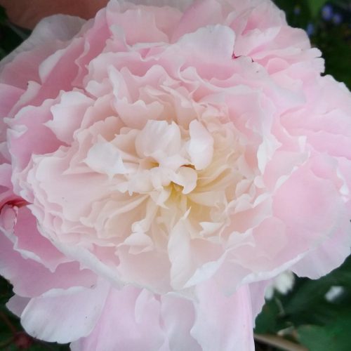 Peony (Paeonia Lactiflora) Shirley Temple