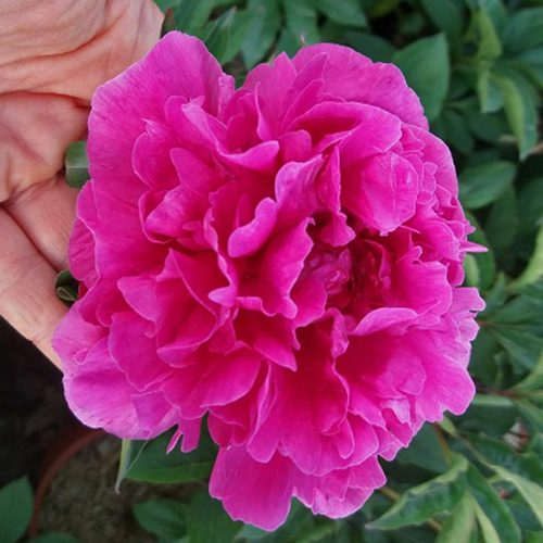 Peony (Paeonia Lactiflora) Victoire de la Marne