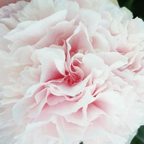 Peony (Paeonia Lactiflora) Vogue