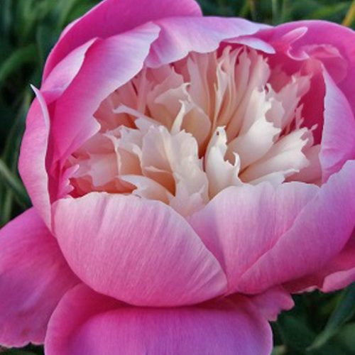 Peony (Paeonia Lactiflora) Bowl of Beauty