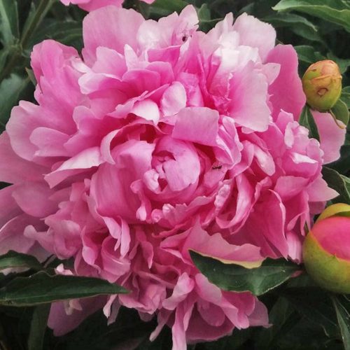 Peony (Paeonia Lactiflora) Monsieur Jules Elie