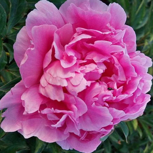 Peony (Paeonia Lactiflora) Dr. Alexander Fleming