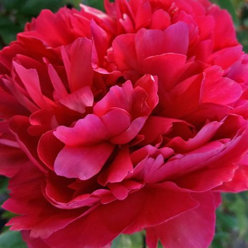 Peony (Paeonia Lactiflora) Karl Rosenfield