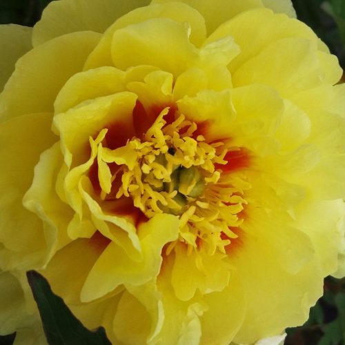 Peony (Paeonia Lemoinei) High Noon