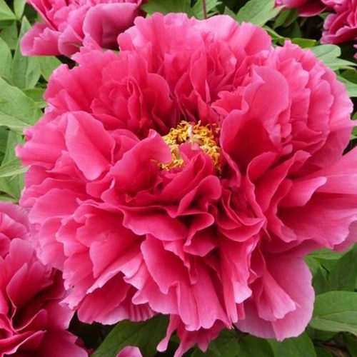 Peony (Paeonia Suffruticosa) Kaow