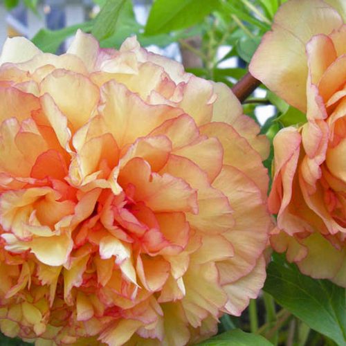 Peony (Paeonia Lemoinei) Kinkaku