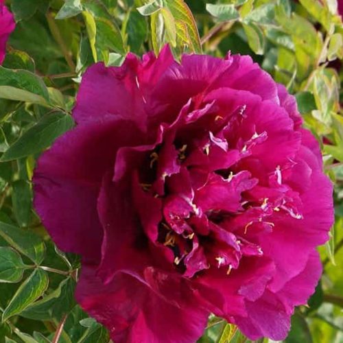 Peony (Paeonia Flare) Dark Horse