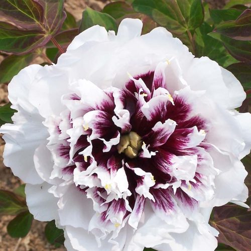 Peony (Paeonia Rockii-Flare) Eagle Wings