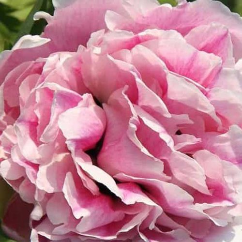 Peony (Paeonia Rockii-Flare) Fiesta