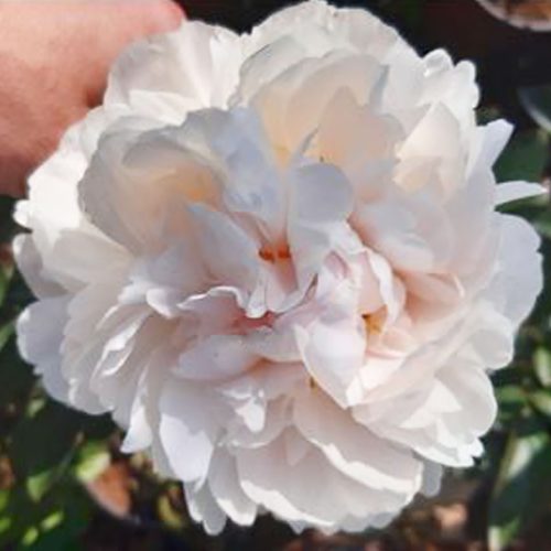 Peony (Paeonia Lactiflora) Class Act