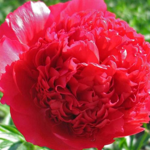 Peony (Paeonia Lactiflora) Command Performance