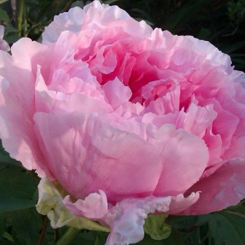 Peony (Paeonia Suffruticosa) Hanakisoi