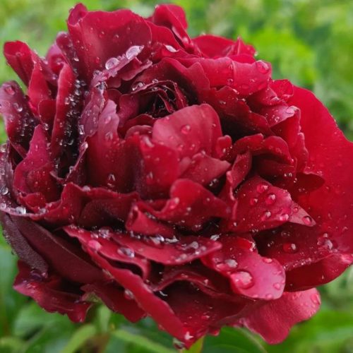 Peony (Paeonia Lactiflora) Highlight