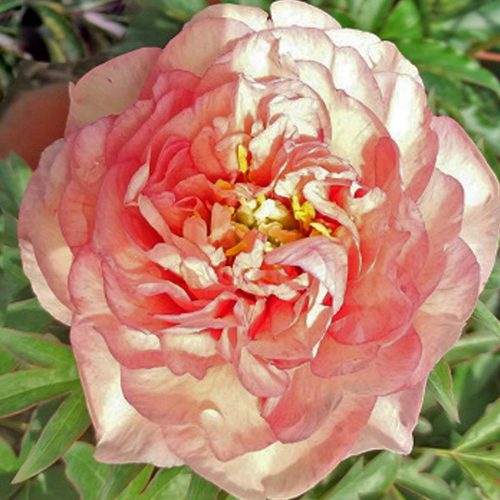 Peony (Paeonia Itoh) Canary Brilliants
