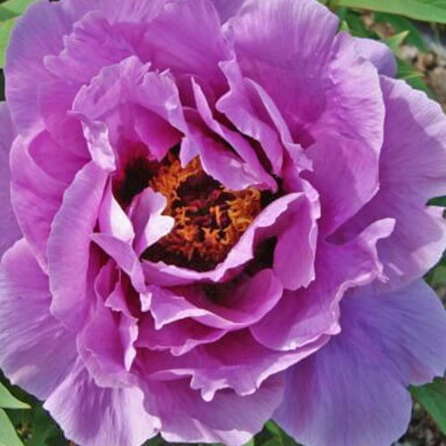 Peony (Paeonia Suffruticosa) Kamata-Fuji