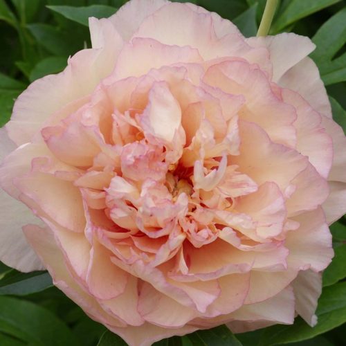 Peony (Paeonia Itoh) Scrumdidleumptious