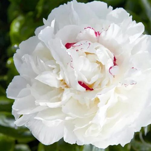 Peony (Paeonia Lactiflora) Avalanche