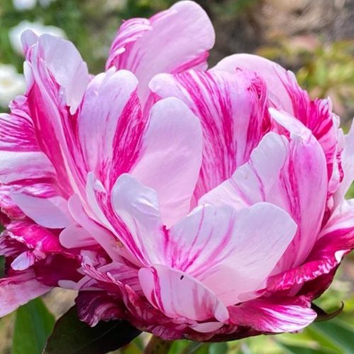 Peony (Paeonia Lactiflora)