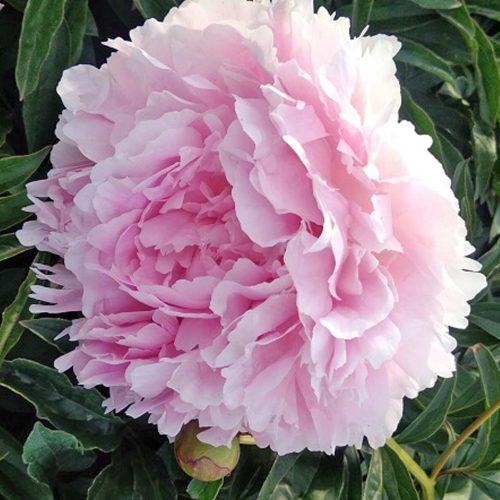 Peony (Paeonia Lactiflora) Hermione