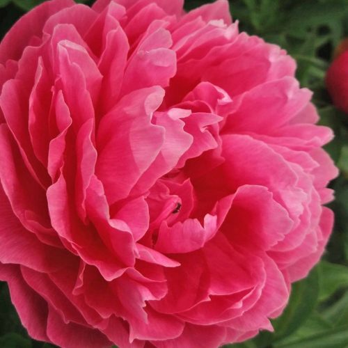 Peony (Paeonia Lactiflora) Joker