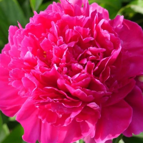 Peony (Paeonia Lactiflora) Kansas