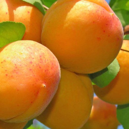 Albicocco Reale di Imola (Apricot Tree)