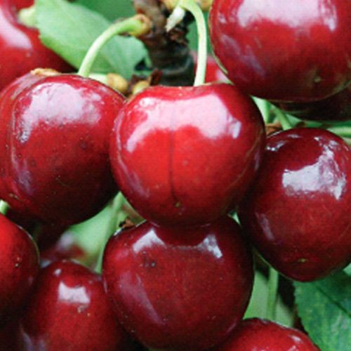 Ciliegio Bella di Pistoia (Cherry Tree)