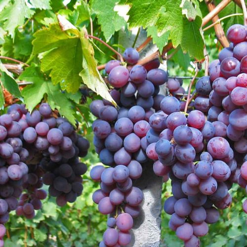 Uva Cardinal (Grape Tree)