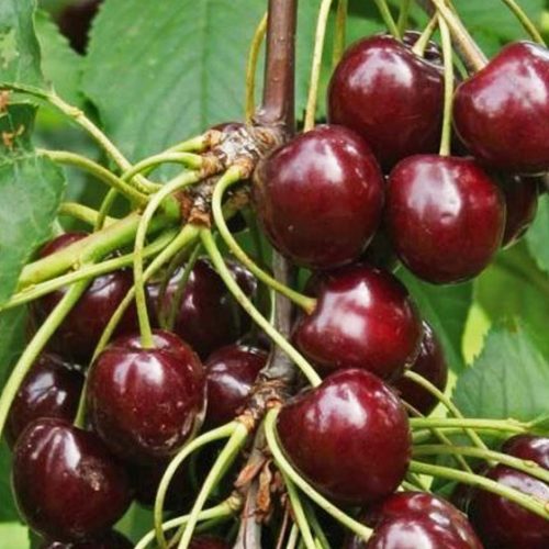 Ciliegio Sunburst (Cherry Tree)