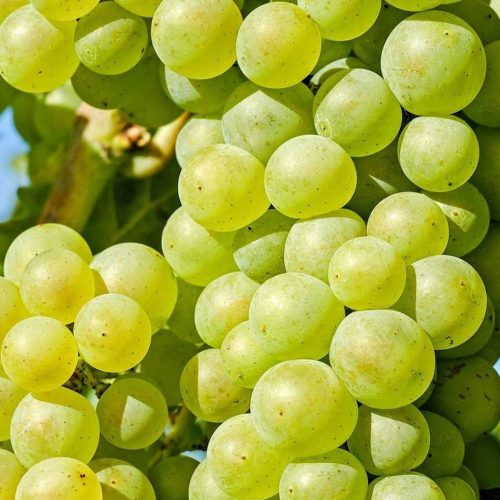 Uva Italia (Grape Tree)