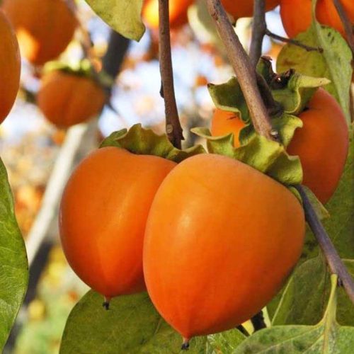 Kaki Mela (Persimmon Tree)