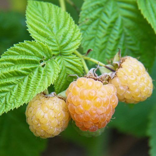 Lampone Giallo Rubus Idaeus 'Fallgold' (Raspberry)