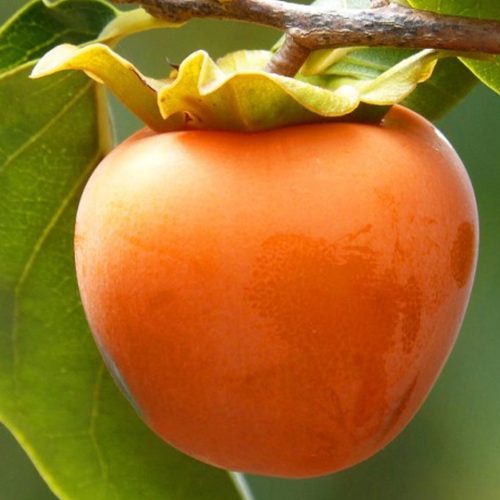 Kaki Vaniglia-Caco (Persimmon Tree)