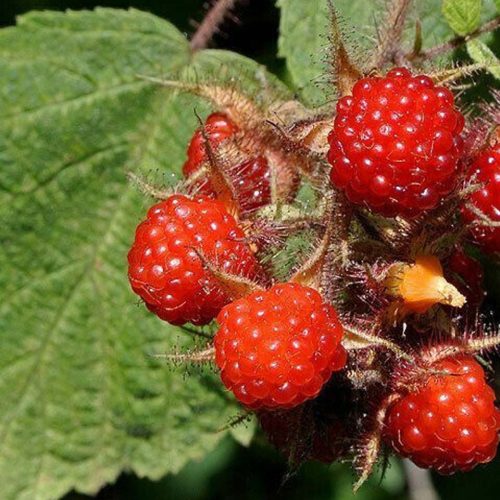 Lampone Phoenicolasius (Raspberry)