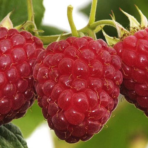 Lampone Rosso Zefa (Raspberry)