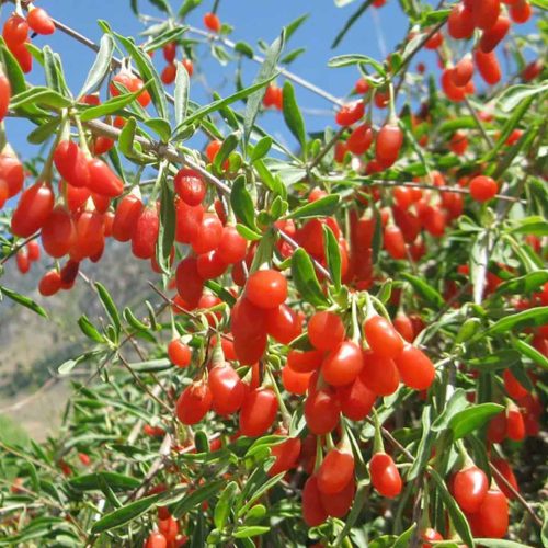Lycium Barbarum Goji (Goji Berry Plant)