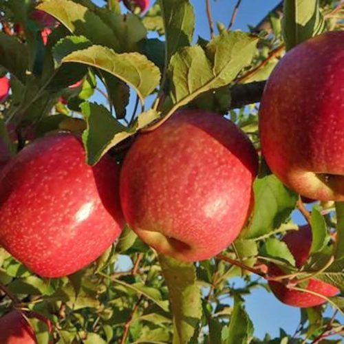 Melo Fuji (Apple Tree)