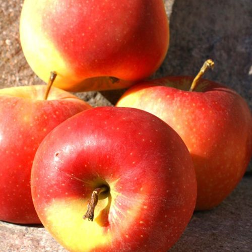 Melo Gala (Apple Tree)