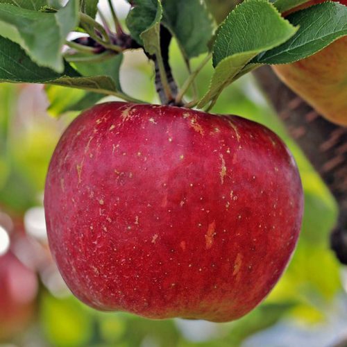 Melo Annurca (Apple Tree)