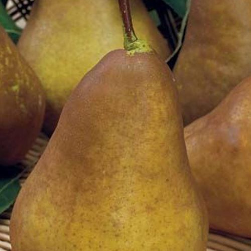 Pero Decana del Comizio (Pear Tree)