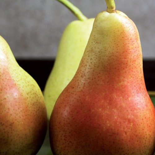 Pero Precoce Morettini (Pear Tree)