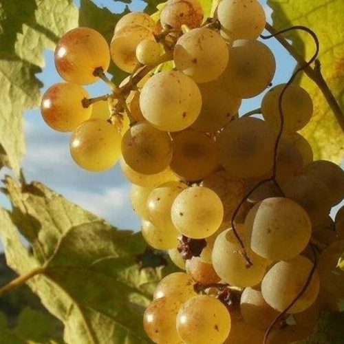 Uva Regina (Grape Tree)