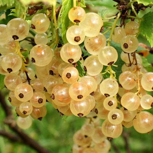 Ribes Bianco (White Currant)