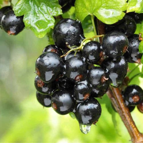Ribes Nero (Black Currant)