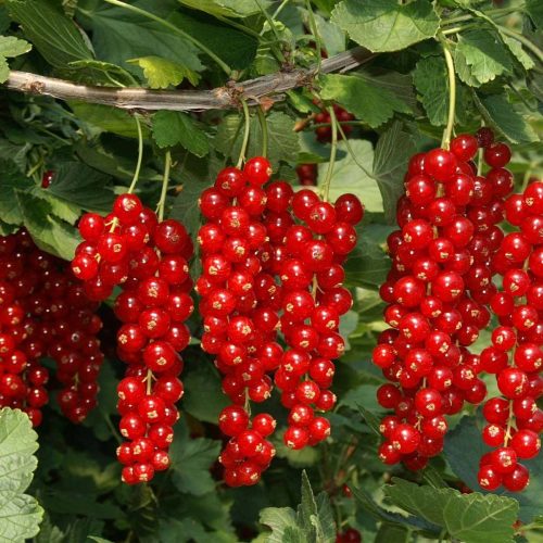 Ribes Rosso (Red Currant)