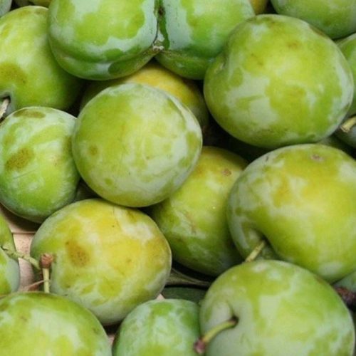 Susino Regina Claudia Verde (Plum Tree)