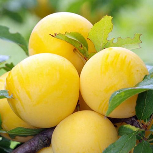 Susino Regina Claudia Giallo (Plum Tree)