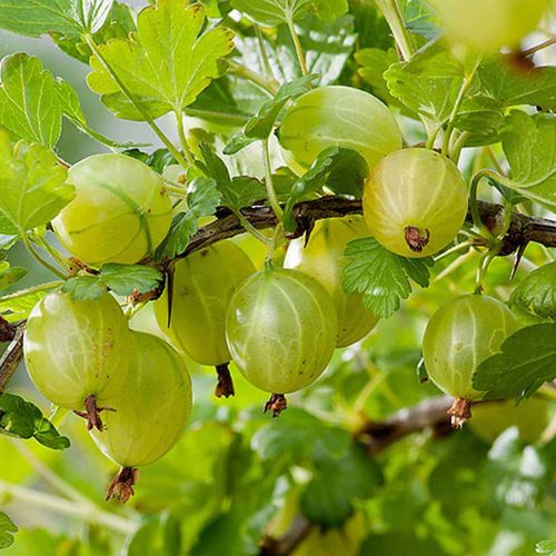 Uva Spina (Gooseberry)